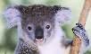 Australian photographs - koala head