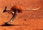Australian photographs - kangaroo